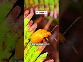 Nature's Little Orange Jewel... #shorts #nature #science