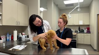San Antonio Humane Society hosting appointment-based vaccination, prevention clinics