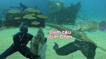 Tìm Kiếm Mực Nang Khổng Lồ Cuối Mùa Tại Khu Tàu Đắm Chìm