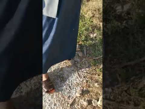 شجرة العشير شجرة طبية من الأغوار الاردنية 2023م 