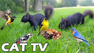 4K CAT TV FOR CAT😽 Black Squirrels & Busy Birds Testing New Menu🐿🦜 Nature Fun For Cats Reduce Stress screenshot 3