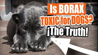 ¿Is BORAX TOXIC for DOGS and CATS? 😨🐶Here The Truth