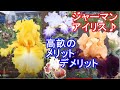 ジャーマンアイリス！高畝のメリット・デメリット ～終盤でつぶやいています～ ジャーマンアイリス通信販売・花さかじじいネット（2021/05/16）