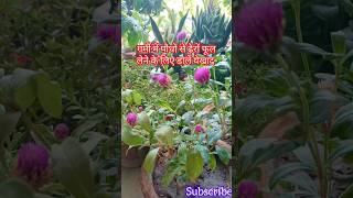 ढेरों फूल लेने के लिए डालें ये पोटेशियम कैल्शियम फास्फोरस वाली खाद Shortfeed fertilizer yt viral