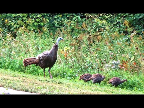 Turkey mom protects her chicks from danger