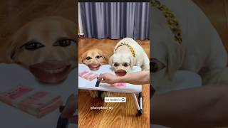 dog fight 😂#animals #dog #kutta #money #knifeskills #fighting #youtube #youtubeshorts #viral #shorts