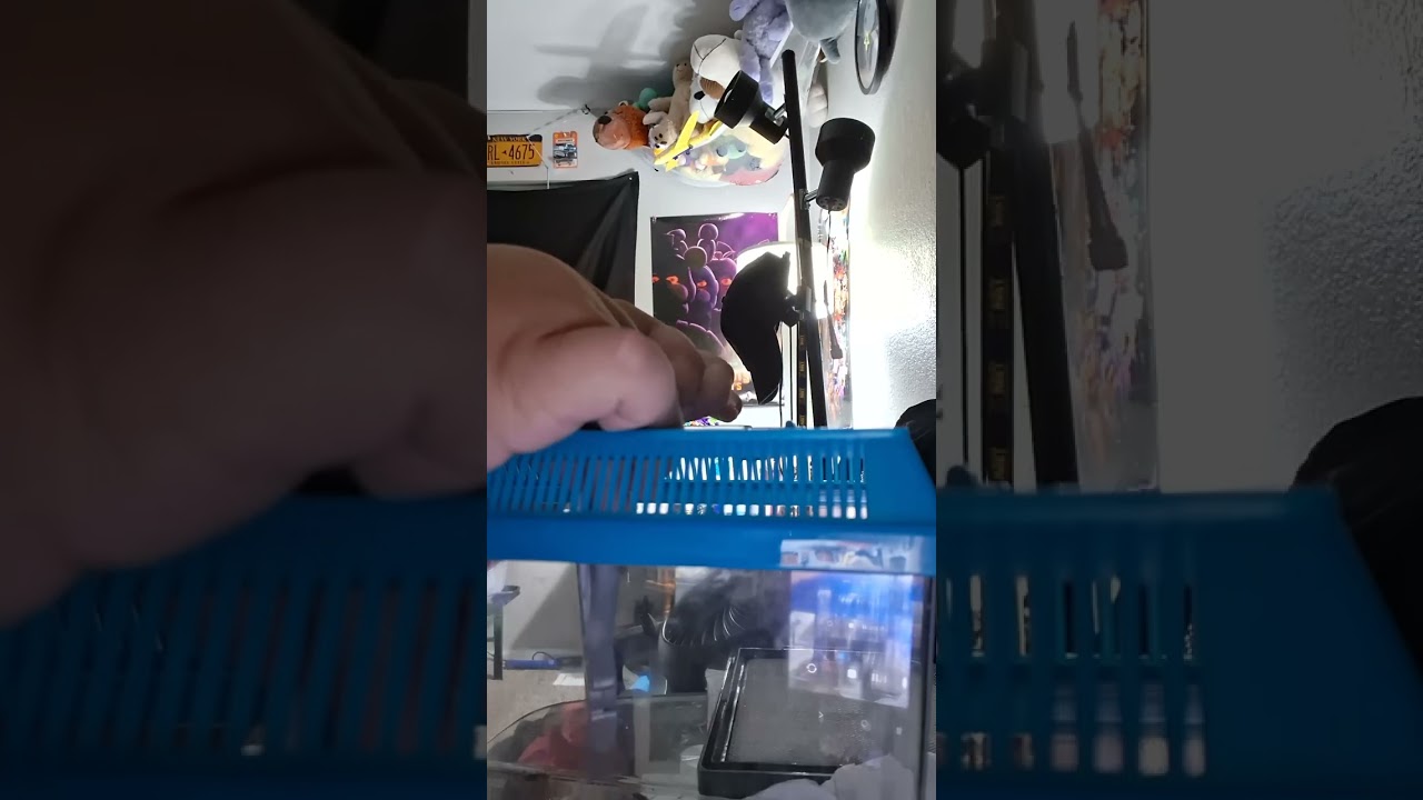 Feeding my tomato frog long video.