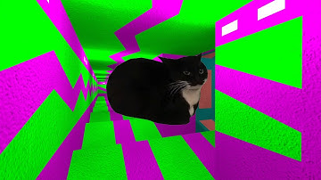 Maxwell Cat in Parallax