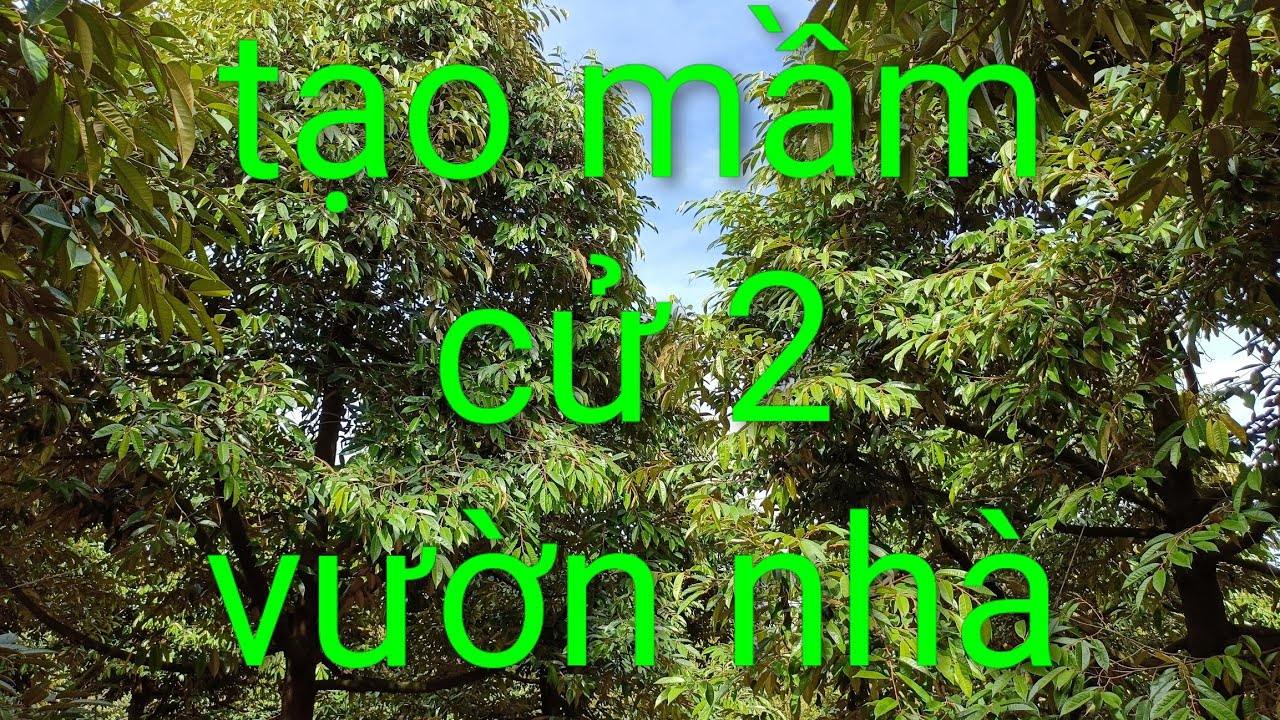 Tạo mầm cử 2 vườn nhà.út hiền 0978603449