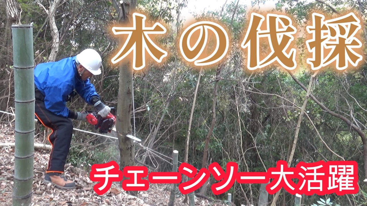 【山開拓】木の伐採