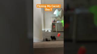 Filming My Carrot: Day 1 (Very Funny)