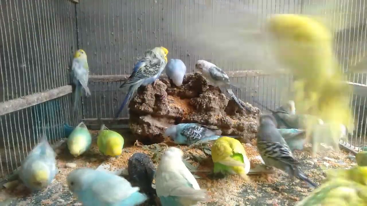 🐦知らないと損するインコ日常の秘密