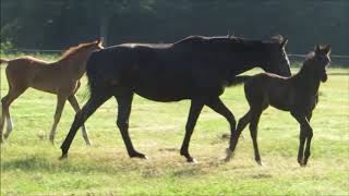 Introducing Younger Foals to Pasture