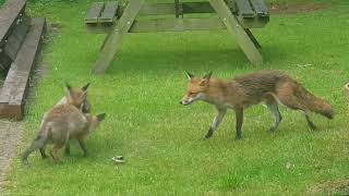 Fox Fun in the Garden