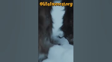 Life 90M Years Ago| Dinosaurs & The Cretaceous World