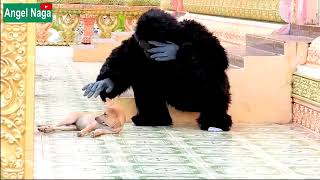 Dog Prank with Gorilla