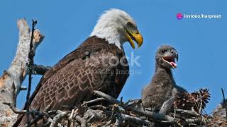 Why Are Bald Eagles Called Bald? #explore #amazingfacts #wildlife #pets #cute