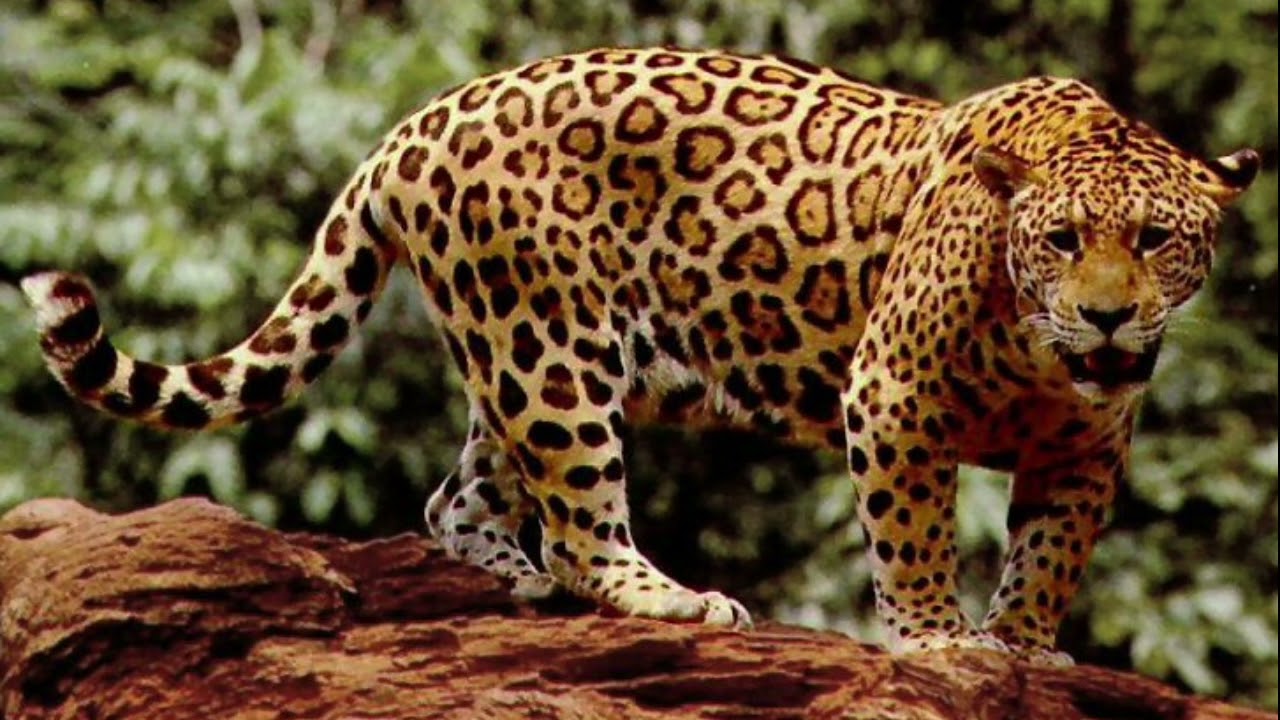 Jaguars chuffing (prusten sound) 