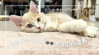 ふわふわサイベリアンお迎えから生後3ヶ月まとめもうふの成長