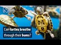 Turtle Respiration and Adaptation Quiz