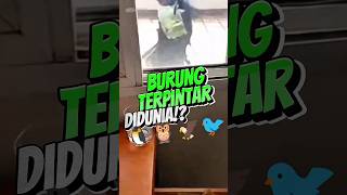 Burung Paling Cerdik DiDunia #shortsvideo #faktaunik #burunggagak