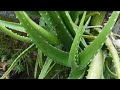 “Healing Aloe Vera Plant Thriving In A Calm Green Garden”