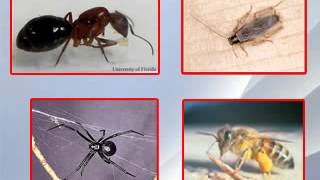Suncoast Pest Control   Plant City, FL