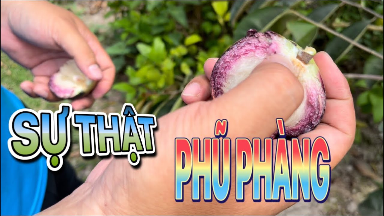 So sánh VÚ SỮA MICA & Vú Sữa Tứ Qúy