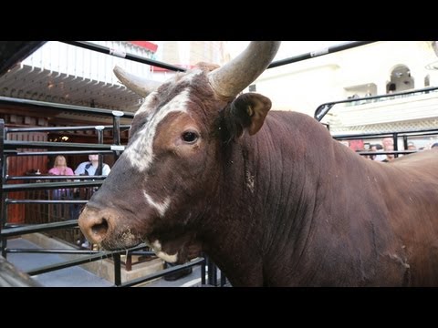 Legendary Bushwacker's record-breaking buckoff streak (PBR)