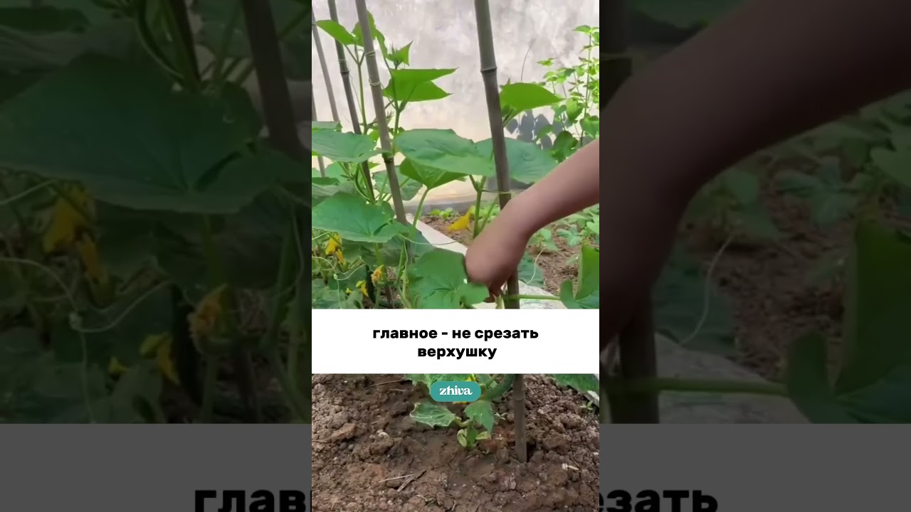 Арт на органическое ЭКОудобрение ZHIVA 