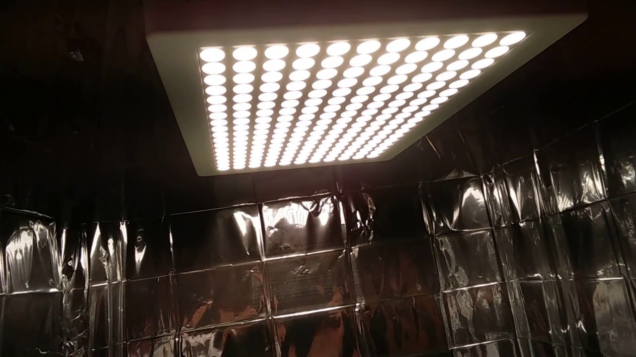 YGROW 600w Jack Herer Day 7 of Flower