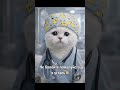 Не болейте🤗 #cat #нейрокотики #веселыекоты #кот #врач #медицина #medical #мем #юмор #котики