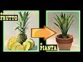come far nascere una piantina di ananas dagli scarti a costo zero, come coltivare l' ananas in casa