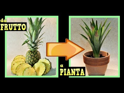 Video: Come piantare l'ananas a casa?