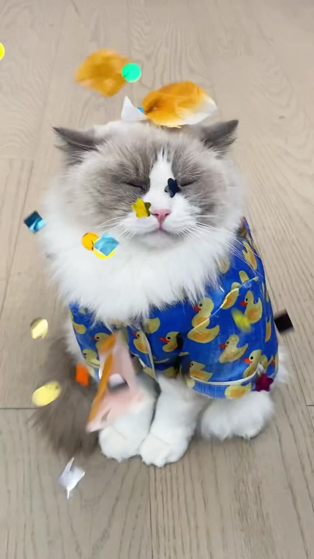 Looking for somecat for Valentine’s Day? #thatlittlepuff #valentinesday