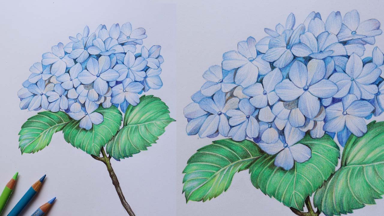 Hydrangea Flowers Drawing in Color Pencils | Blue Flower Drawing ...