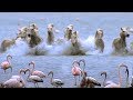 Wild Horses Run into Flamingos Feeding | BBC Earth