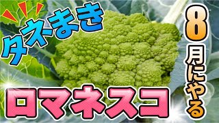 【夏から育てる】ロマネスコの育て方【家庭菜園】タネまき〜苗作り