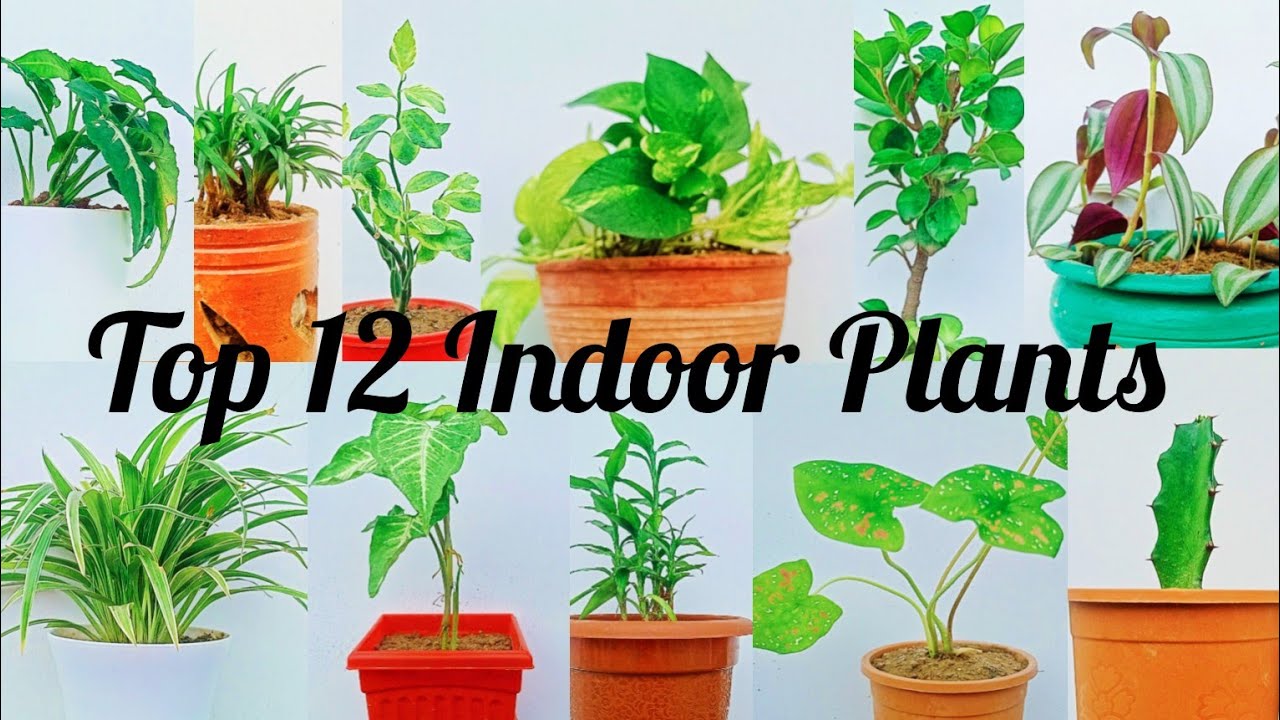 Top 12 Indoor Plants With Names 12 most Beautiful Indoor Plants For