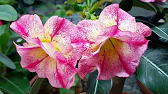 Elen S Adenium pluS