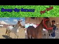 काठियावाड़ी घोड़े For Sale  Balotra Tilwada Horse Pashu Mela Fair Market 2023 Horse Market India Video
