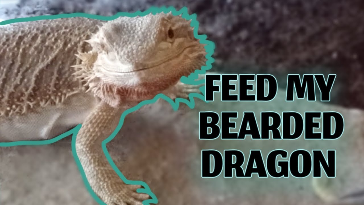 Help Me Feed My Bearded Dragon! [Interactive Feeding Video!] YouTube