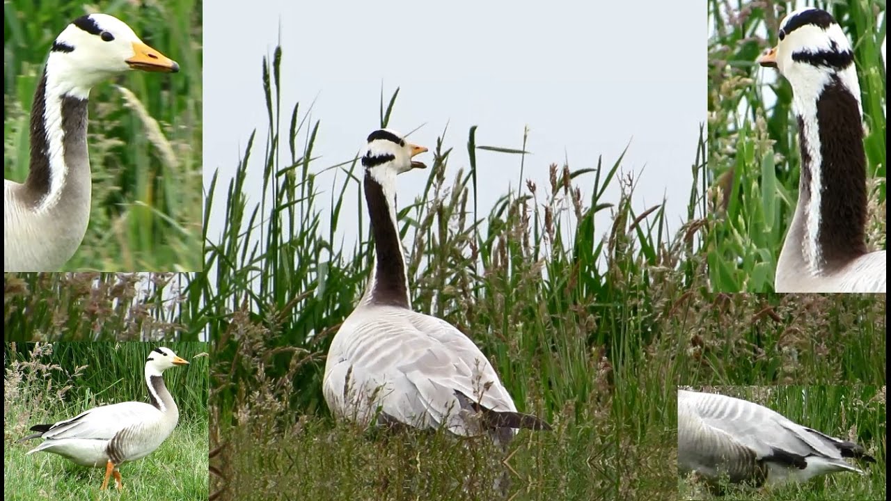 Indische gans, Anser indicus, Bar-headed goose, Hint kazı, Горный гусь, Streifengans.