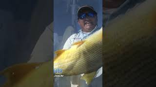 Ayrton pesca, criador da técnica pingadinha, rodadinha e batidinha #sorts #fishing #pescaria #pesca