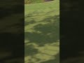 Rahm just driving the green and using the contours perfectly 🤌 #livgolf #shorts