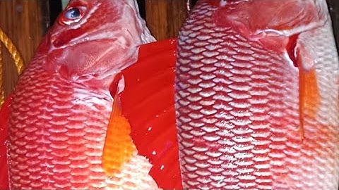 ice for fish use only