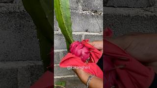 Cara Petik Buah Naga Biar Gak Kena Duri Nya