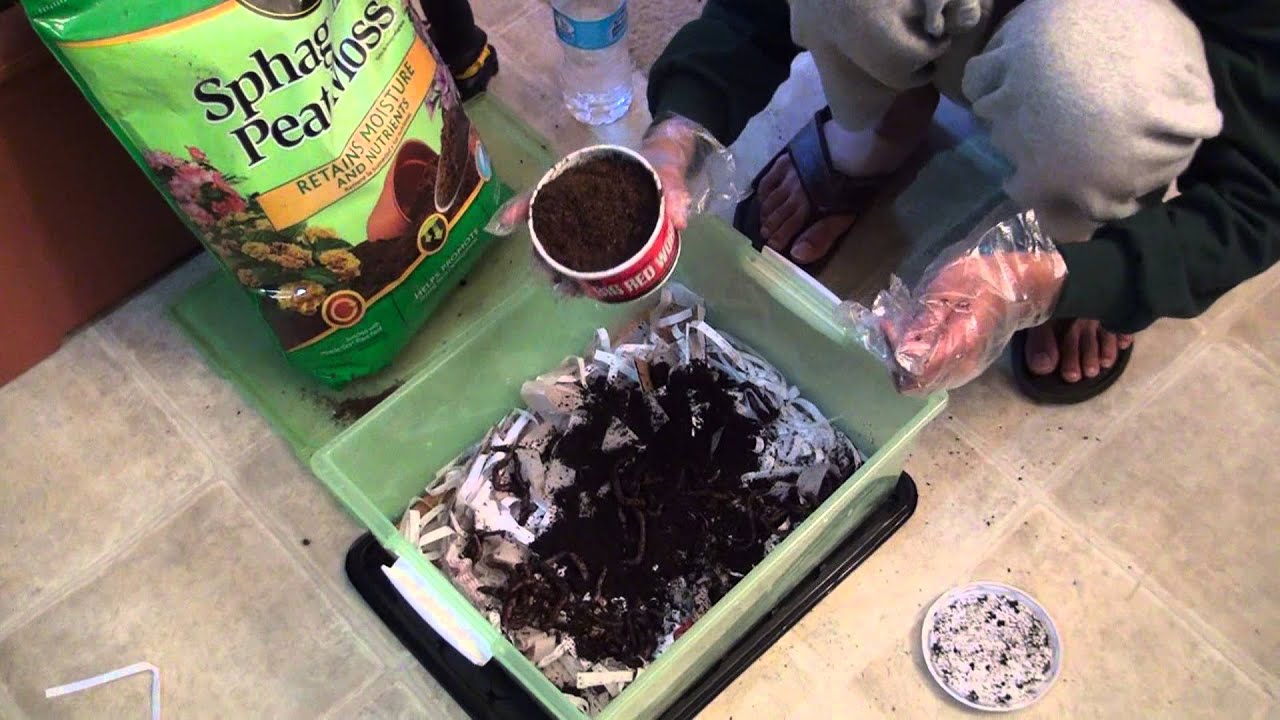 HomeMade Vermiculture Bin YouTube