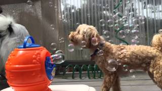 k9 bacon bubbles