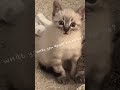 Kitty got kicked off the bed video cred by owner #cuteanimals #kitty #kitten #funny #famous #viral